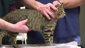 How long are cats pregnant? How To Recognize The Signs That A Cat Is Pregnant Youtube