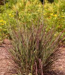 Image result for Andropogon