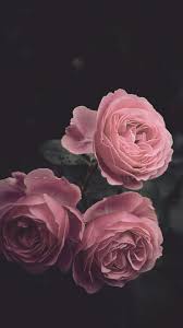 Background Black And Pink Roses Wallpaper Dark Iphone Wallpaper Darkiphonewallpaper Dark Iphone Wallpaper Dark Darkiphonewallpa In 2020 Floral Wallpaper Iphone Pink Wallpaper Iphone Iphone Wallpaper Modern