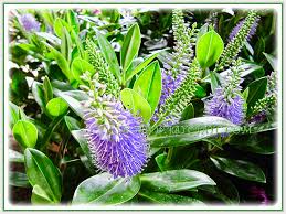 Image result for Uraria