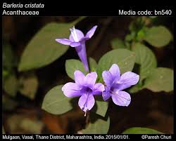 Image result for Barleria lugardii