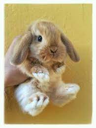 11 Best For Captain Images Cute Bunny Baby Animals Cute Animals