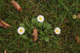 Image result for Bellis