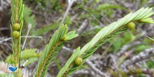 Image result for Phyllanthus paxii