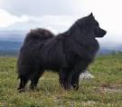 Finnish Lapphund Dog Breed Information
