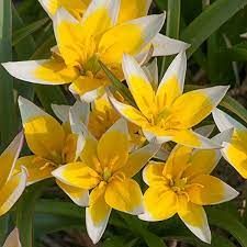 Spring bulb white star shaped flowers. Clusters Of Yellow Star Shaped Flowers Edged White Plant Thickly To Create A Glittering Spring Carpet Given A Sunny Spot Bulbos De Flor Tulipanes Bombillas