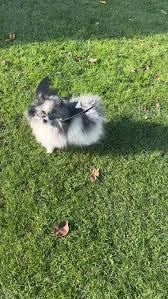 🎃 Halloweenowe promo na personale! 🎃, W krzyżu łamie? A może brzuch  chcesz zgubić raz na zawsze? Albo pragniesz skończyć z tym plaskodupuem? 😆  , Tylko do 10.11.2025 możesz kupić pakiet 10 treningów ...