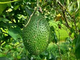 Image result for Momordica anigosantha