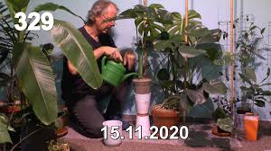 It gets its name from the dark velvety appearance of the leaves, which are offset by the striking white veins. Pflanzen Pflegen Und Vermehren Spezial Mit Der Monstera Pflanzengeschichte Aus Dem Dschungel Youtube