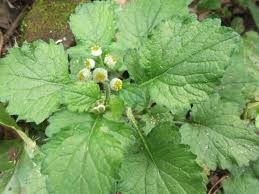 Image result for Dichrocephala