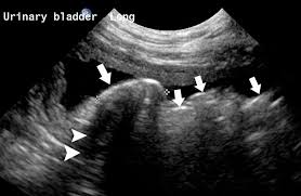 Small Animal Abdominal Ultrasonography The Urinary Tract Urinary Bladder Urethra Today S Veterinary Practice