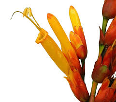 Image result for Sanchezia speciosa