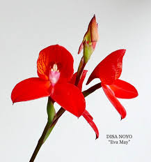 Image result for Disa erubescens