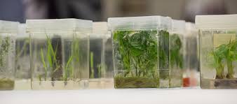 Airtight containers are important for storing seeds—the containers can be glass, metal, or plastic. Seed Bank Wikiwand