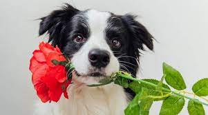 This food comes in many different forms, some of which may be safe and some of which may not. My Dog Just Ate A Rose Are Roses Toxic To Dogs