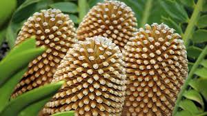 Image result for Encephalartos schmitzii