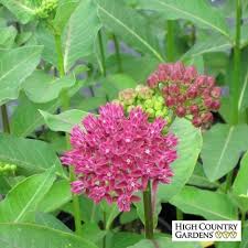 Purple Milkweed Asclepias Purpurascens Is A Rare Species Of Milkweed Found In The Midwest And Grown For Its Showy Purple Asclepias Milkweed Fragrant Flowers