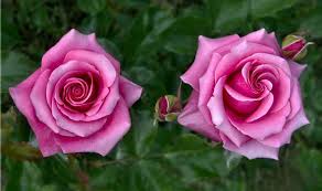 Choose a site that's protected from wind, as strong winds can damage the growth of the. Alan Titchmarsh S Tips On Growing Roses Express Co Uk