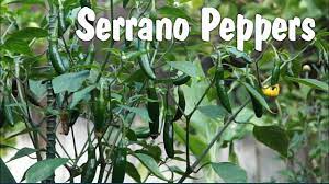 The name of the pepper is a reference to the mountains (sierras) of these regions. Serrano Peppers How To Grow Serrano Pepper In Containers Youtube