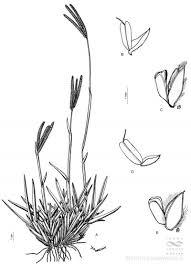 Image result for Eustachys paspaloides