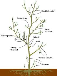 7 Tips For Pruning A Lemon Tree Growing Home Prune Lemon Tree Lemon Tree Potted Pruning Apple Trees