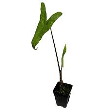 Maybe you would like to learn more about one of these? Reticulata Elephant Ear Live Plant Alocasia Zebrina Buy Online In Sri Lanka At Desertcart Lk Productid 93423724