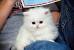 Cute Persian White Cat