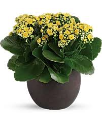 The infinity roses medium bloom box creates a sweet and stylish arrangement perfect for any occasion. Forever Yellow Kalanchoes In Lauderhill Fl A Royal Bloom Flowers Gifts