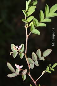Image result for Indigofera vicioides