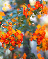 Image result for Streptosolen