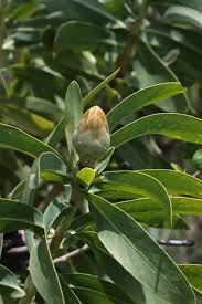 Image result for Protea welwitschii