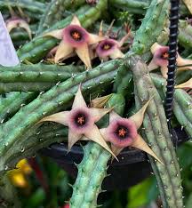 Image result for Huernia procumbens
