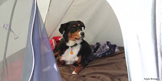 Sniff out these tips to make sure your camping experience is a pawsitive one for you, your pupper, and your camp neighbors. Top Dog Friendly Things To Do In Colorado