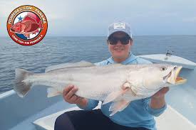 Image result for Peddiea fischeri