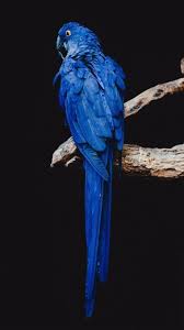 Image result for tbn:ED285OK8yRCGdM::www.hawanaajd.com/backgd/data/media/4/Wallpapers_-_Parrots_-_01.jpg