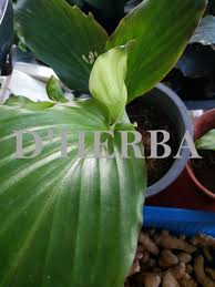 Di india kunyit hitam ini banyak digunakan untuk upacara sembahyang. Kunyit Hitam Pokok Dherba Com