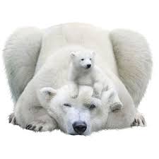 0 Ce65e 374bbfbe Orig Png Polar Bear Bear Pictures Animal Attack