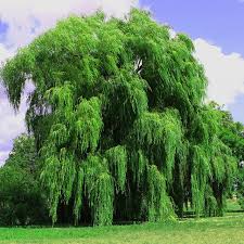 Image result for Salix babylonica