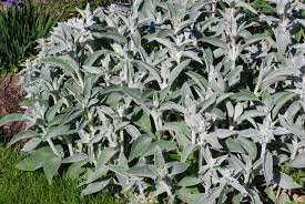 Image result for Stachys