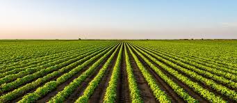 Agriculture Land For Sale In Sivaganga - 90Days Property