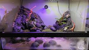 Image result for Terrarium Cling Background