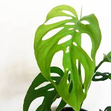 Monstera Adansonii Swiss Cheese Vine 150mm Pot Dawsons Garden World Plant Aesthetic Heart Leaf Philodendron Monstera