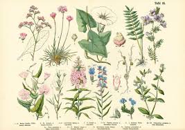 Image result for Polemoniaceae