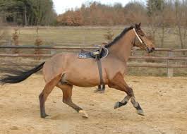 Bruit cheval au galop lien telechargement: Il S Emballe Au Galop Cheval Magazine