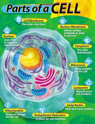 Teaching Cell Biology On Pinterest Mitosis Science And Division Science Cells Science Biology Cell Biology