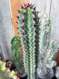 Image result for Euphorbia confinalis