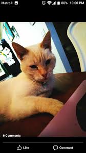 Lost white cat with orange tail and spots