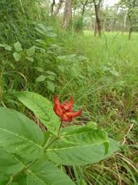 Image result for Stathmostelma pauciflorum