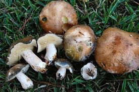 Image result for Suillus punctipes