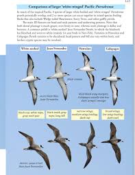 The limpkin is a large, unique marsh bird that has a slightly decurved beak and vaguely resembles an ibis. Ocean Birding On Twitter Plate Large White Winged Pacific Pterodroma Oceanic Birds Of The World Howell Zufelt 2019 Princeton Press P 123 Galapagos P Range Relatively Restricted But Other 3 Sp Range Widely